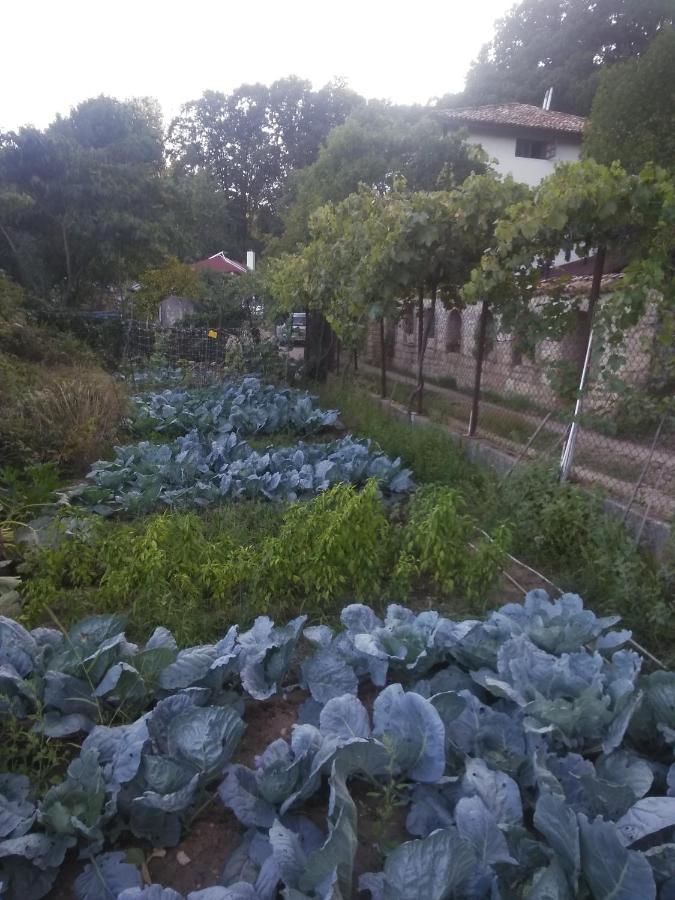 Villa Nasco غولدن ساندز المظهر الخارجي الصورة
